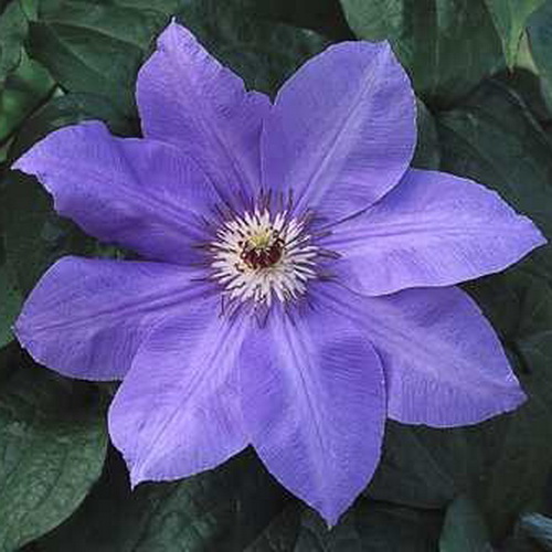 Клематис В.Е. Глэдстоун, Р7 