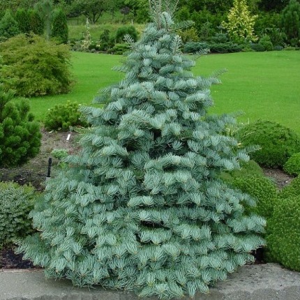 Растение пихта одноцветная Хекс 40-60см 