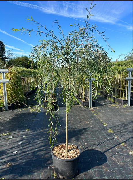 Ива на штамбе Пурпурная пендула 140 см 