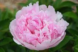 Пион Аннемики v5 Lav 