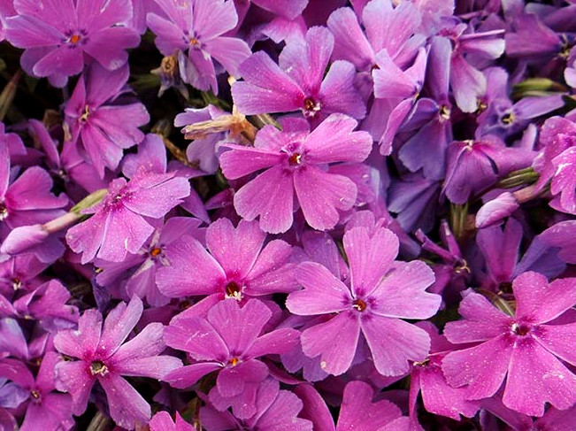 Флокс шиловидный Спринг Перпл d12 Lav 