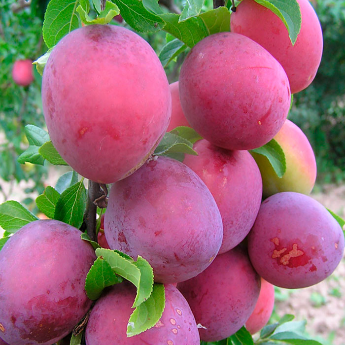 Алыча Шатёр v 5-10 