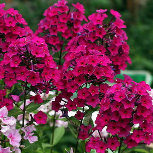 Флокс метельчатый Вест v2 Lav 