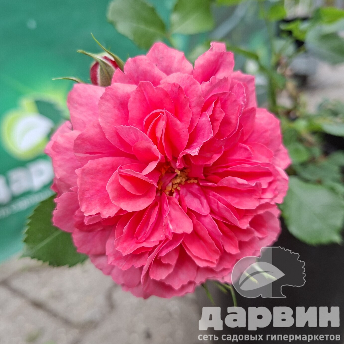 Роза плетистая Розариум Ютерсен v5 Lav 