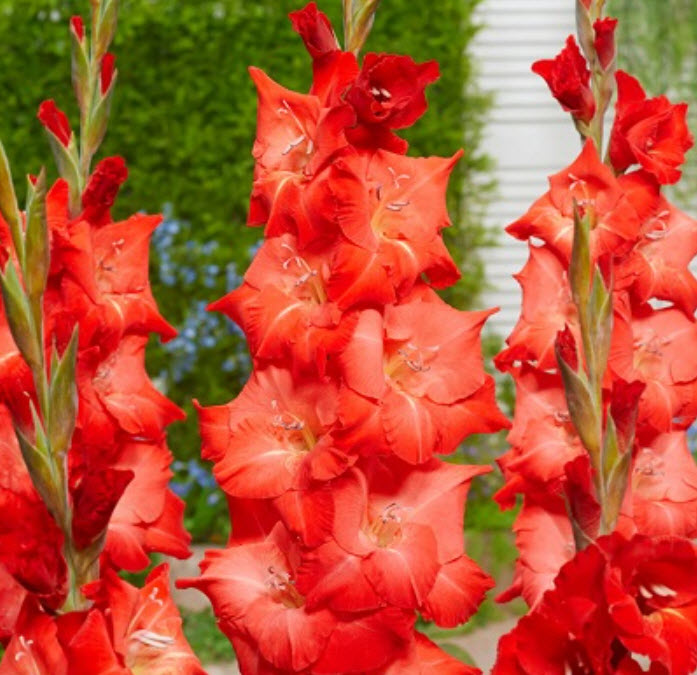 Луковица Гладиолус крупноцветковый Фо Эвигт 10/12 10шт. Поиск 