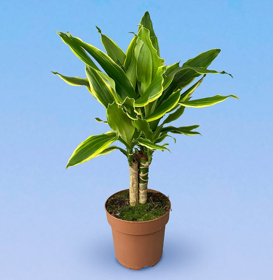 Драцена Голд Коаст карусель d21 h90 