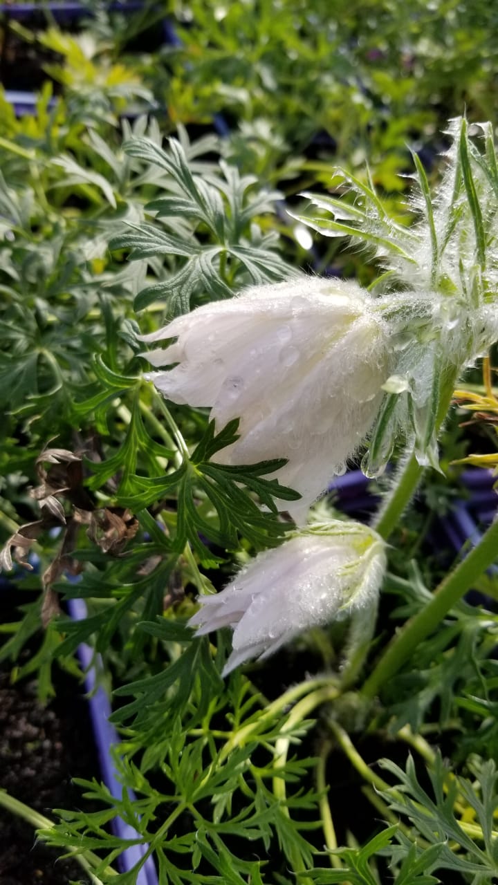 Прострел обыкновенный v2 Lav 