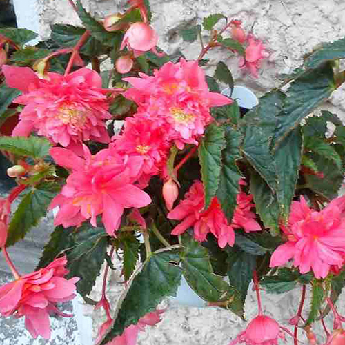 Бегония ампельная Белекония розовая D23 ПВ 