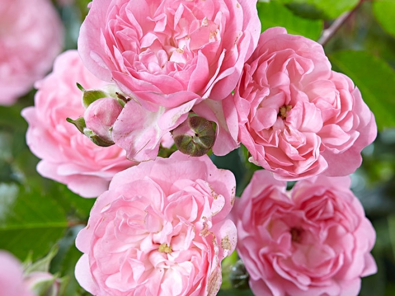 Роза миниатюрная Флирт v5 Dem 