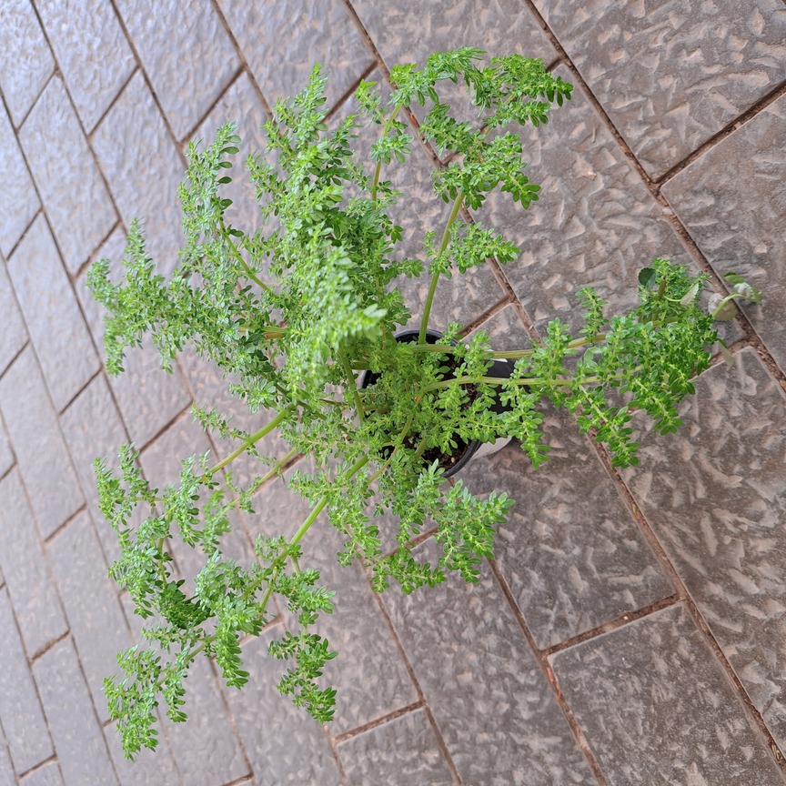 Пилея мелколистная плант микс d8 10 ХР 