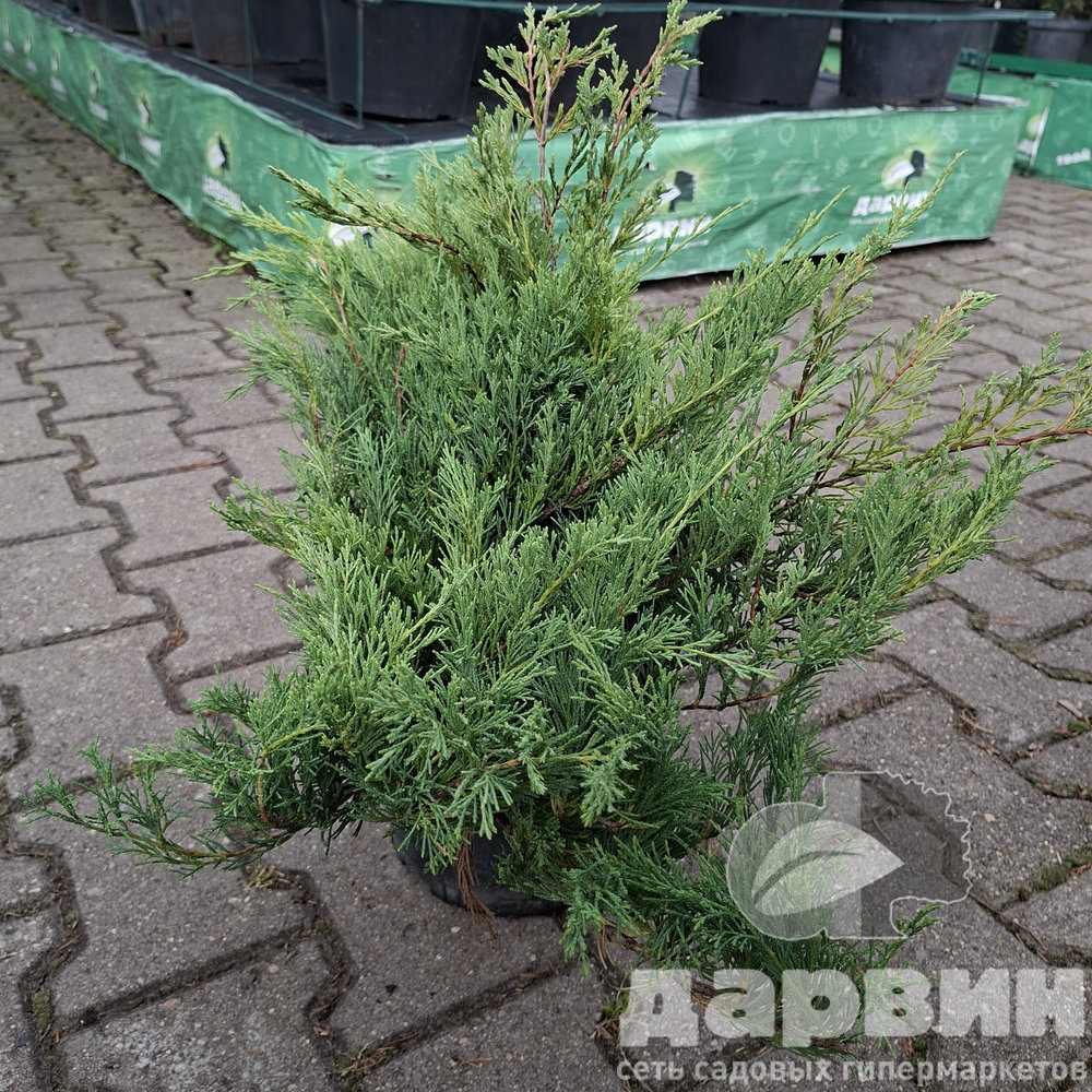 Изображение 3