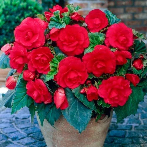 Клубень НВМ Бегония Фимбриата Рэд 4/5 2шт 