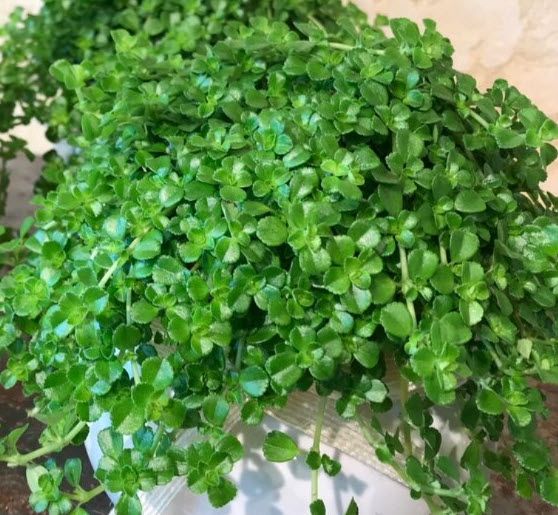 Пилея прижатая кашпо d21-23 ХР 