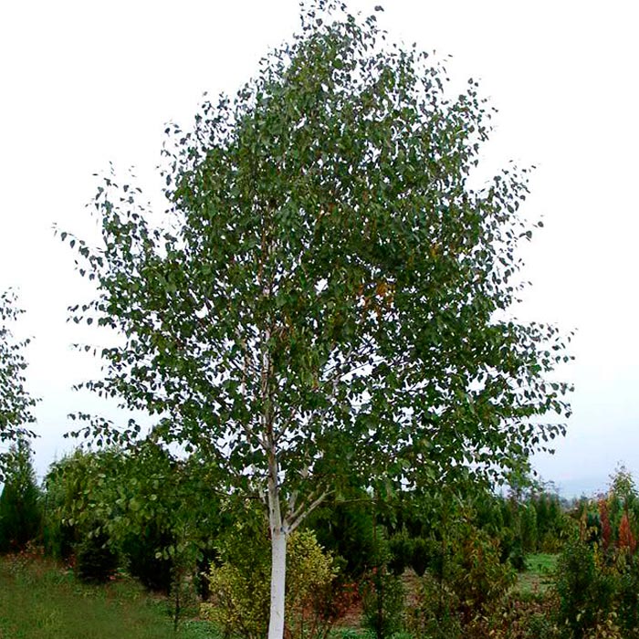 Береза Доренбос c12-15 h180-240 Bor 