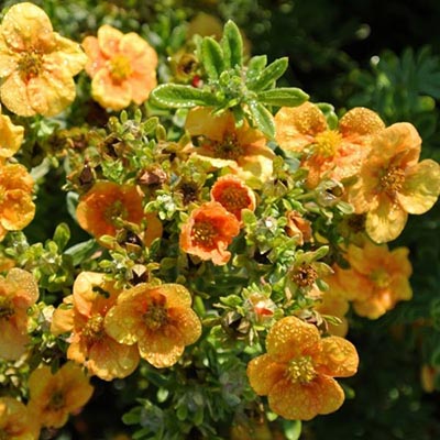 Лапчатка кустарниковая Манго Танго c2 h20-30 UL 