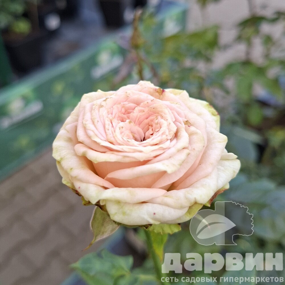 Роза плетистая Принцесса Луиза v5 Lav 