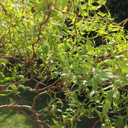 Ива вавилонская Тортуоза 60-100, Tw 