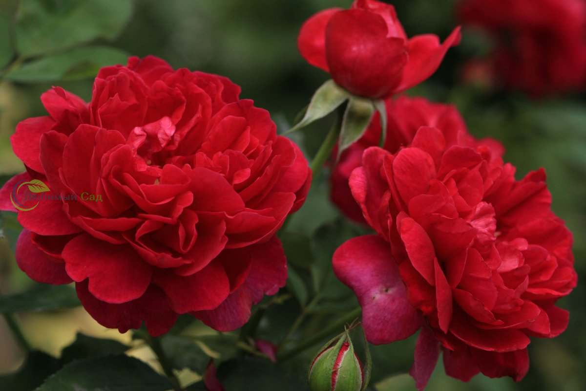 Роза Английская Дарси в коробке Биосфера 