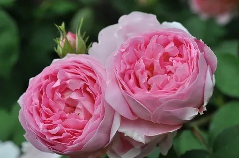 Роза парковая Констанция в коробке АФ 