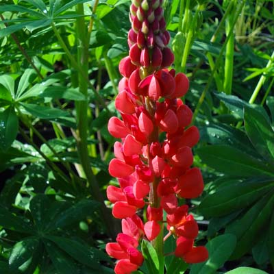 Люпин многолистный Май Кастл, С3, ЦО 