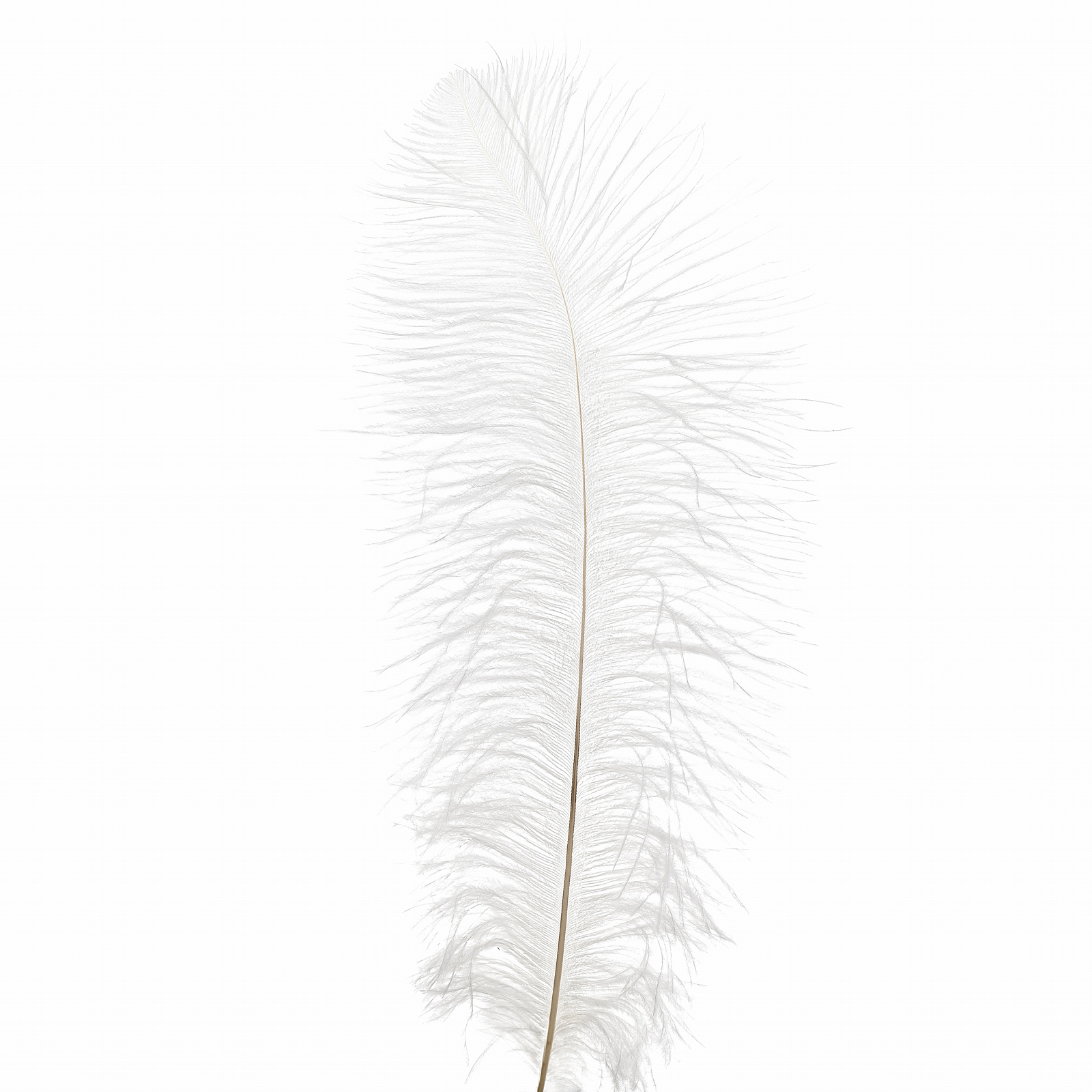 Набор перьев Страус 3шт белый 50-55см по цене 