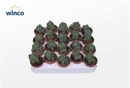 Крассула Храм Будды d6 h11 