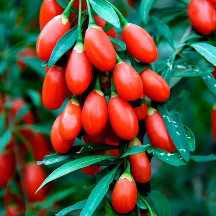 Растение годжи Р11 Db 