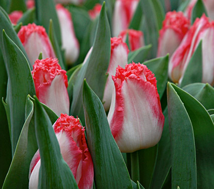 Луковица Тюльпан Линжери 12/14 10шт 