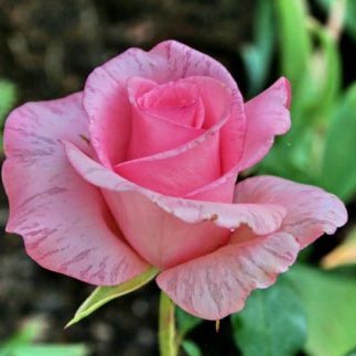 Роза чайно-гибридная Коперник, c5 Tim 