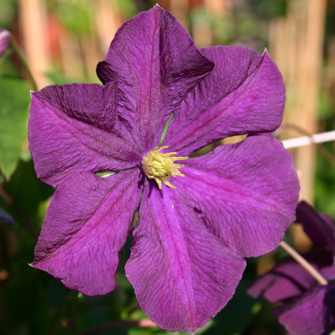 Клематис Этуаль виолет р9 