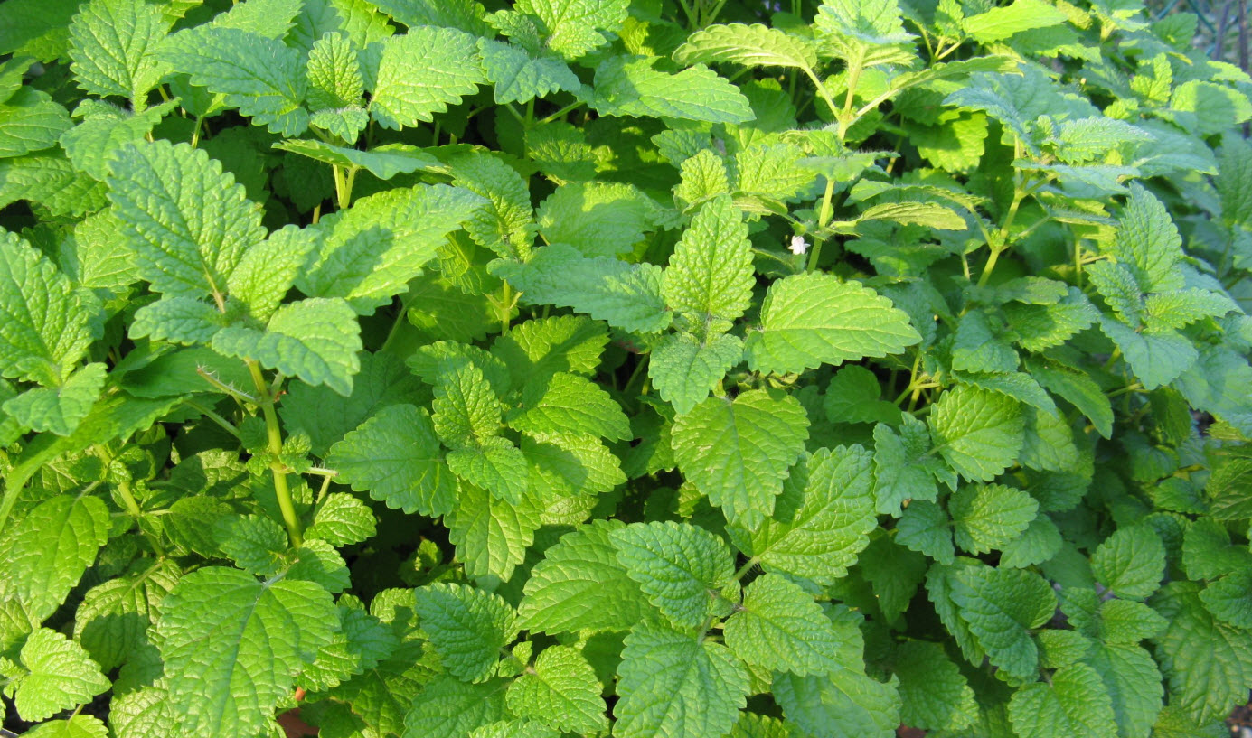 Пряные травы Мелисса д10,5 ЦВ 