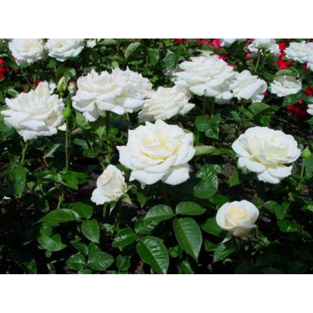 Роза чайно-гибридная Белый медведь v5 Sav 