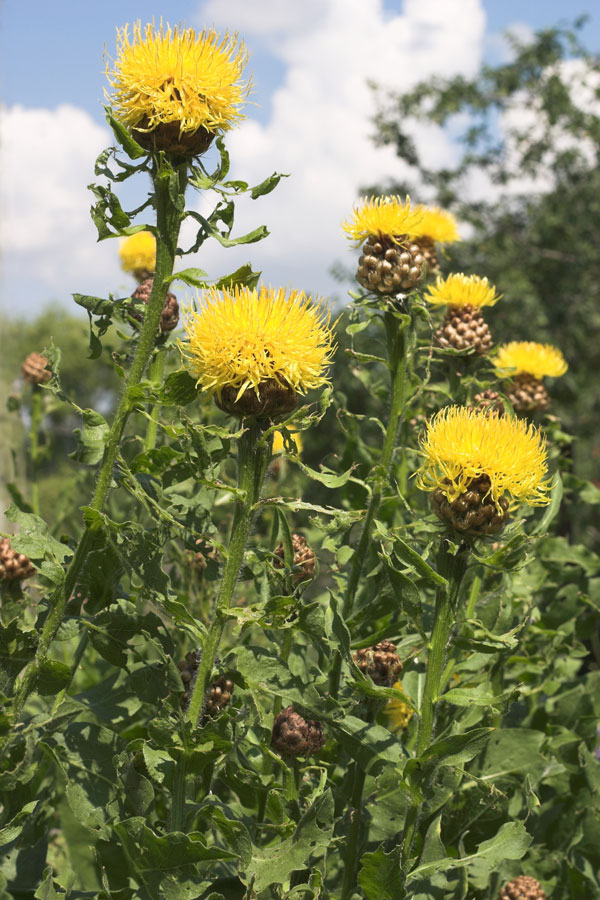 Василек крупноголовый с3 