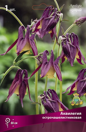 Аквилегия острочашелистиковая I 1шт Поиск 