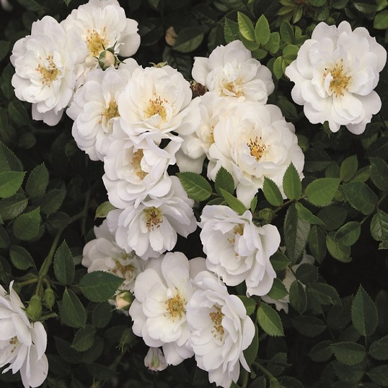 Роза плетистая Вайс Вольке v5 Lav 