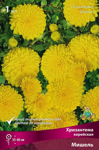 Корневище Хризантема корейская Мишель I 1шт Поиск 