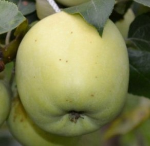 Яблоня Аркад желтый 2-х летка 