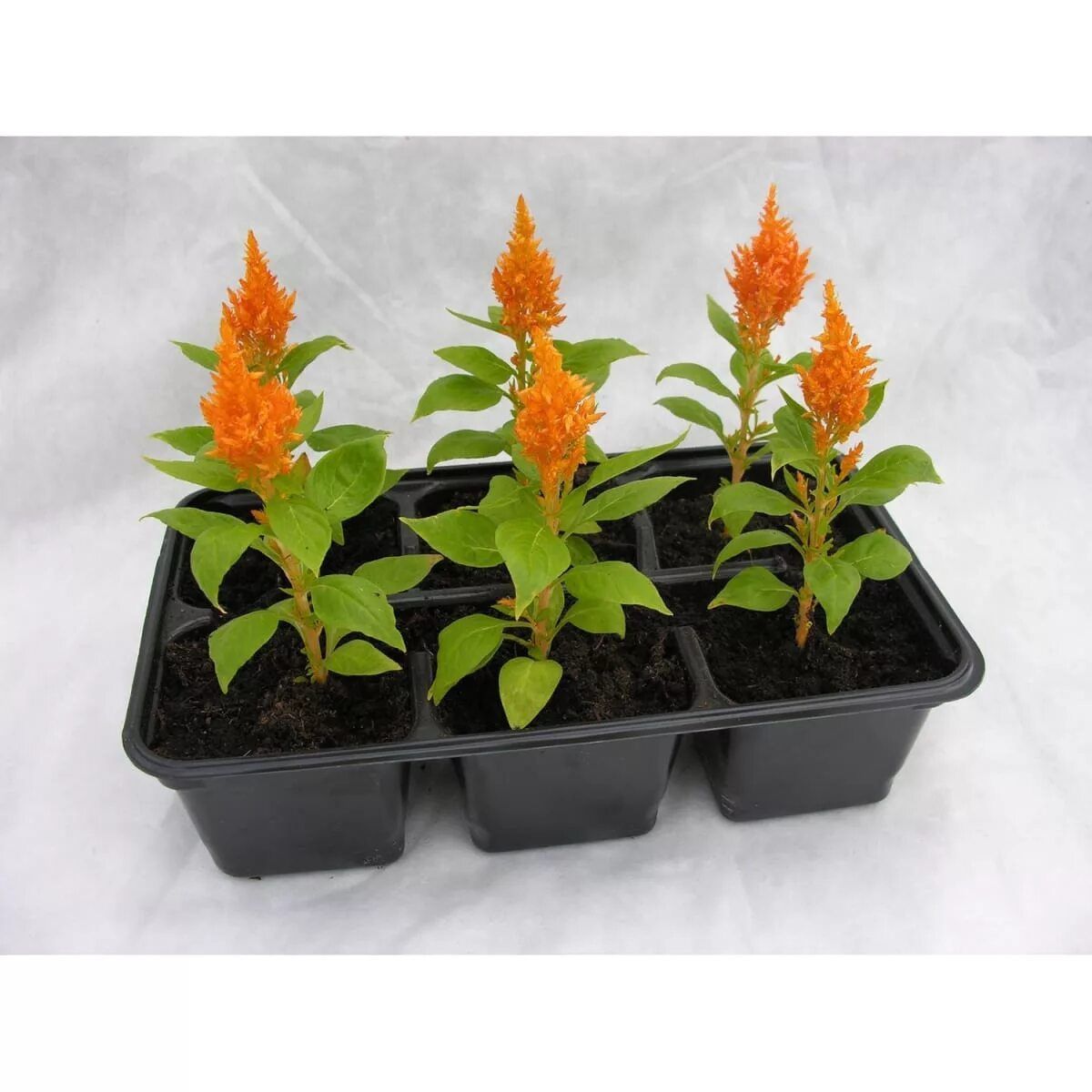 Сальвия в ассортименте кассета 6шт Цм 