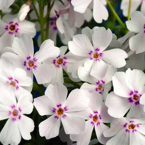 Флокс шиловидный Эмэйзин Грэйс р11 Sw 