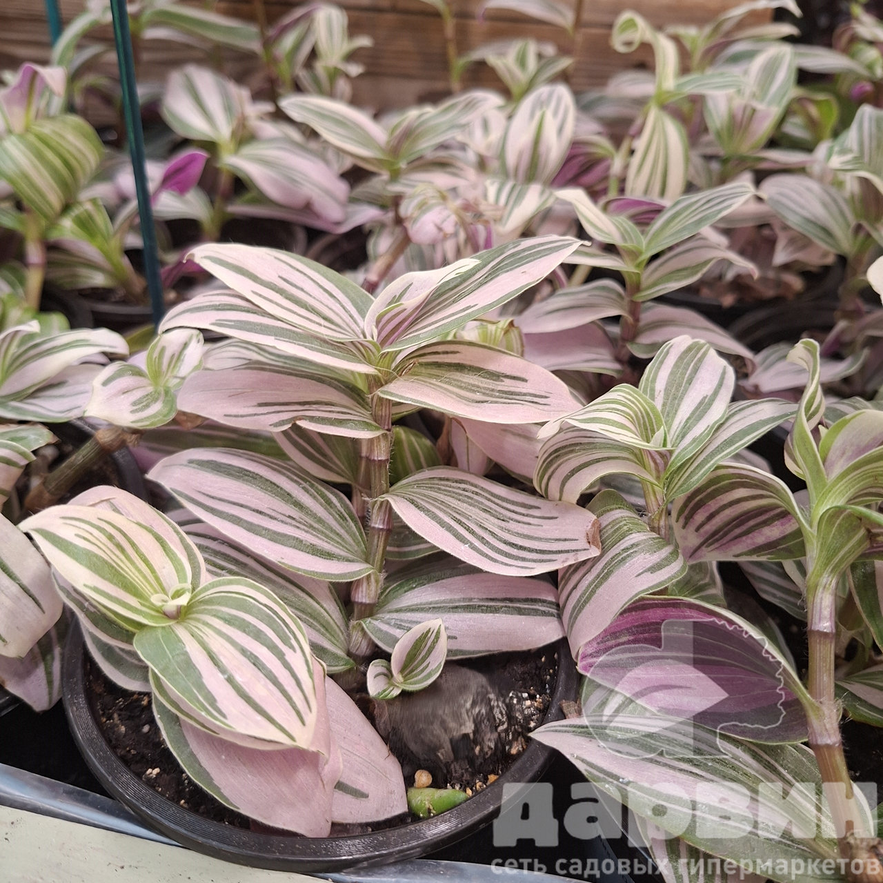 Традесканция Лилак д11 тим WM