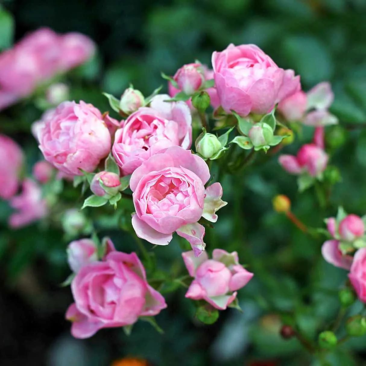 Роза шраб Пинк Фейри в коробке ZP 