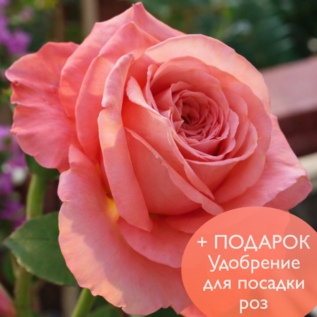 Роза чайно гибридная Пинк Экспрешн в коробке Биосфера 