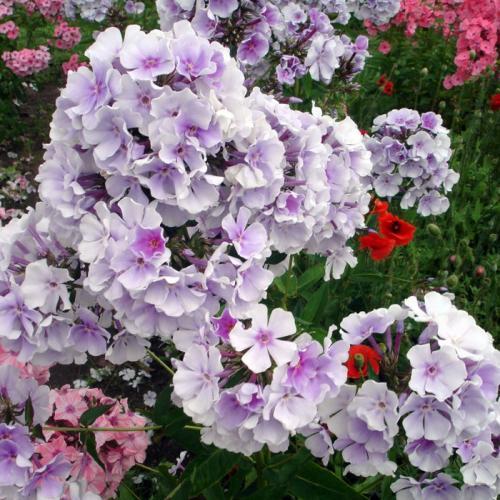 Флокс метельчатый  Лавендел Вольке d15 ХР 