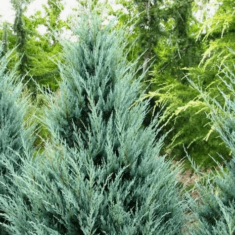 Можжевельник Вичита Блю C7,5/10 80-100 Bor 