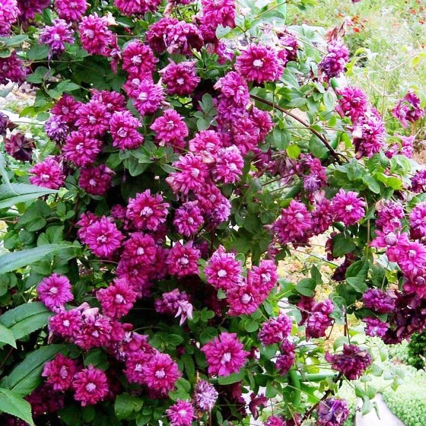 Клематис пурпуреа плена элеганс. Клематис purpurea plena elegans. Клематис пурпуреа плена элеганс. Сорт плена. Клематис плена элеганс.