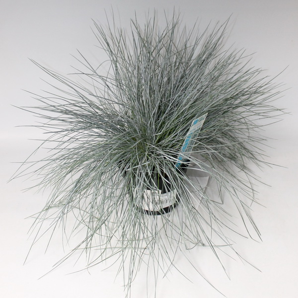 Многолетник Р14 микс=699 