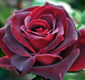 Роза Черный Жемчуг в коробке АФ 