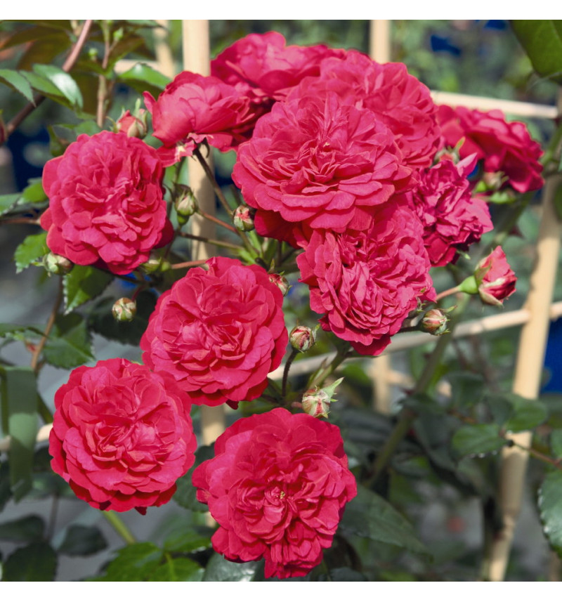 Роза плетистая Старлет Роуз Лола v5 Lav 