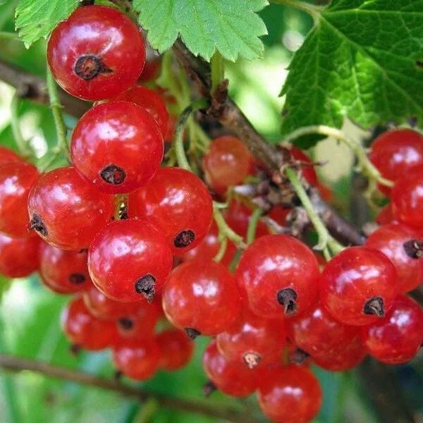 Смородина Гранатовый Браслет красн h40-60 v5 Lav 