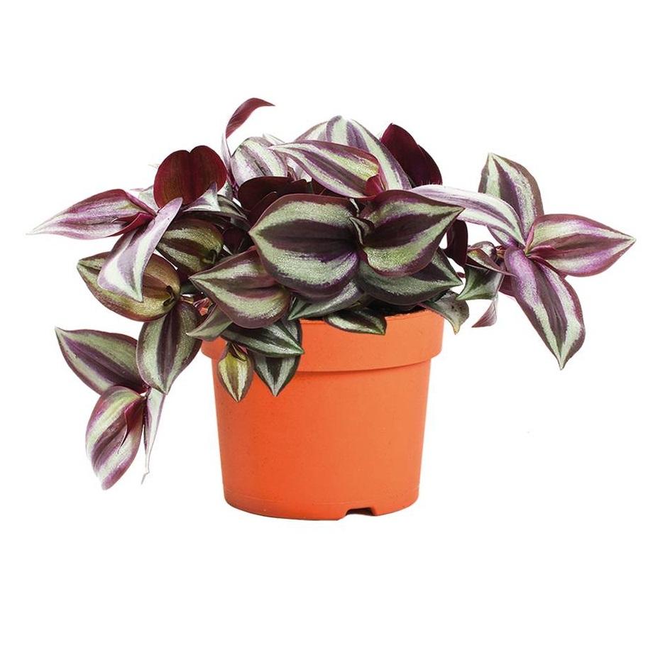 Традесканция Зебрина d11 Tim 